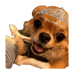 [LINEスタンプ] あにょはんはん