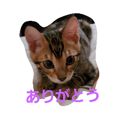 [LINEスタンプ] ベンガル猫のティグ♥