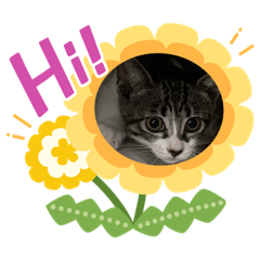 [LINEスタンプ] 猫のイブちゃんスタンプ