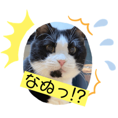 [LINEスタンプ] 我が家にゃん4