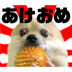 [LINEスタンプ] こてつの日常スタンプ 第2弾