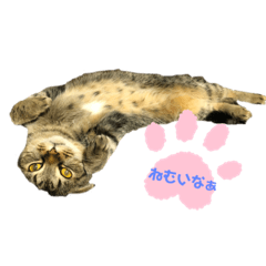 [LINEスタンプ] とらみデス