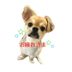 [LINEスタンプ] むぎの日常に使えるスタンプ