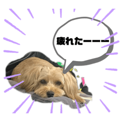 [LINEスタンプ] トイプー×ウェスティーのふてくされmix
