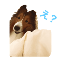 [LINEスタンプ] シェルティー✩ チェリパルスタンプ