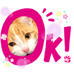 [LINEスタンプ] Cocoちゃんにゃんこちゃんスタンプ