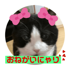 [LINEスタンプ] 我が家にゃん2