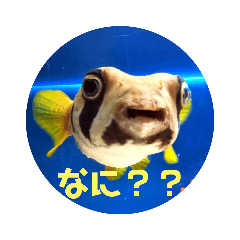 [LINEスタンプ] 動物、花写真スタンプ