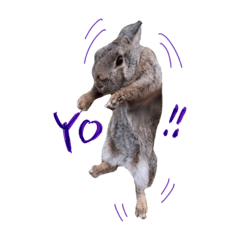 [LINEスタンプ] うさぎのホイップ幸せな毎日Vol.2