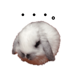 [LINEスタンプ] 垂れ耳うさぎのまるちゃん