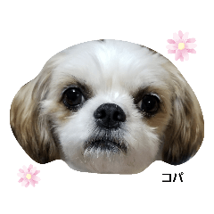 [LINEスタンプ] コパくんの日常