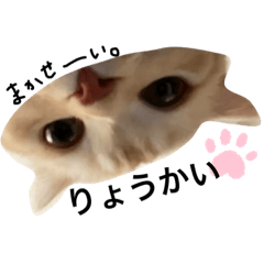 [LINEスタンプ] Scottish momo