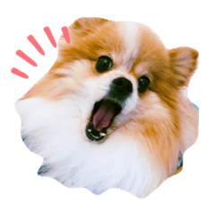 [LINEスタンプ] コロ助、いとをかし