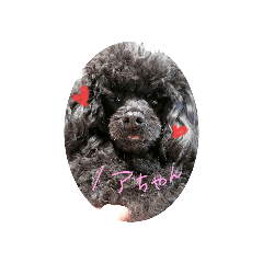 [LINEスタンプ] ブラックTP ノアちゃん1