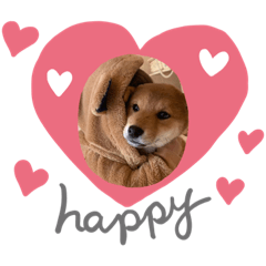 [LINEスタンプ] 柴犬とはっちゃん