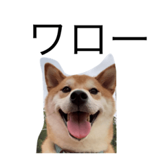 [LINEスタンプ] 毒舌柴