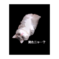 [LINEスタンプ] マンチのレムくん