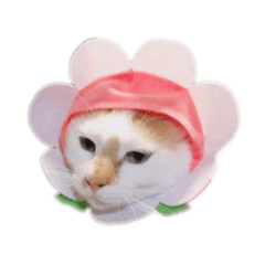 [LINEスタンプ] 荒井さんちのねこたちPart2