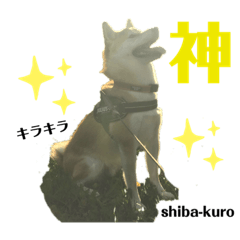 [LINEスタンプ] 赤柴クロだよ⑥