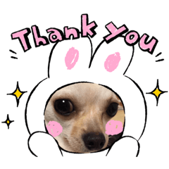 [LINEスタンプ] こたろう チワワ