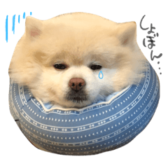 [LINEスタンプ] ポコたんすたんぷ。