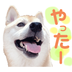 [LINEスタンプ] 柴犬 ももたくん 2