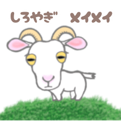 [LINEスタンプ] 白やぎ メイメイ