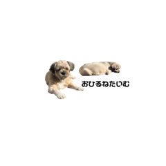 [LINEスタンプ] くろうるすたんぷ
