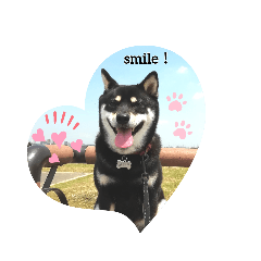 [LINEスタンプ] 黒しば琥太郎②