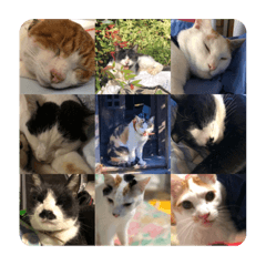 [LINEスタンプ] 我が家の猫達3