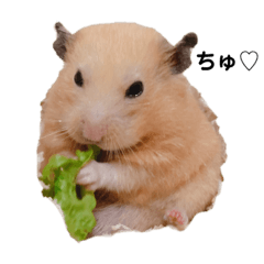 [LINEスタンプ] トントン可愛い