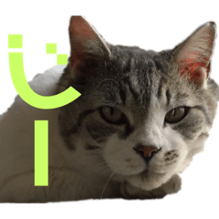 [LINEスタンプ] りぼんちゃん目つきわるいよ