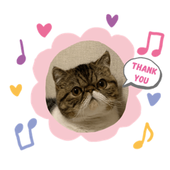 [LINEスタンプ] エキゾチックショートヘア くるみちゃん