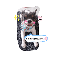[LINEスタンプ] うちの可愛い子たち( *^艸^)