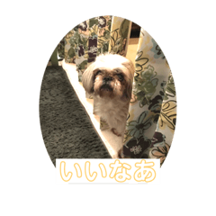 [LINEスタンプ] シーズー いろいろ