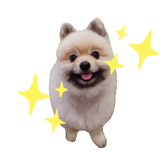[LINEスタンプ] 小鉄(ポメラニアン)の日常