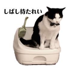 うちの猫が…