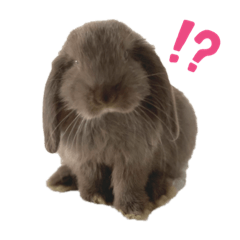 [LINEスタンプ] 関西弁うさぎ〜シバの日常〜