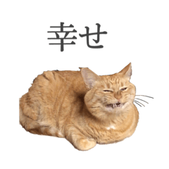 [LINEスタンプ] ブサねこ(おふざけ編)