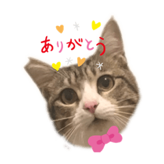 [LINEスタンプ] 下鶴虎次郎さんスタンプ1