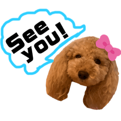 [LINEスタンプ] 可愛いトイプー みるく