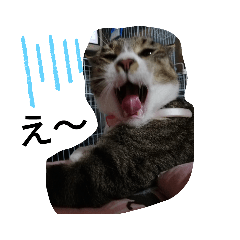 [LINEスタンプ] 犬と猫   2