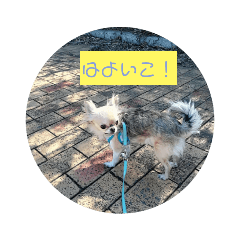 [LINEスタンプ] かずやん5わん