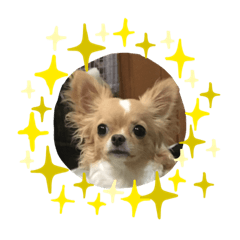 [LINEスタンプ] チワワのはな