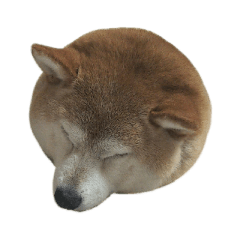 [LINEスタンプ] 柴犬わんわん4