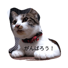 [LINEスタンプ] みーちん 使えるスタンプ