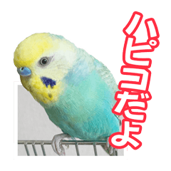 [LINEスタンプ] セキセイインコのハピコ