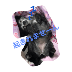[LINEスタンプ] もげくーはうぃ