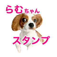 [LINEスタンプ] キャバリアのらむちゃんの画像（メイン）