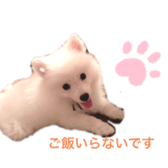 [LINEスタンプ] Japanese Spitz、maltesepapillon